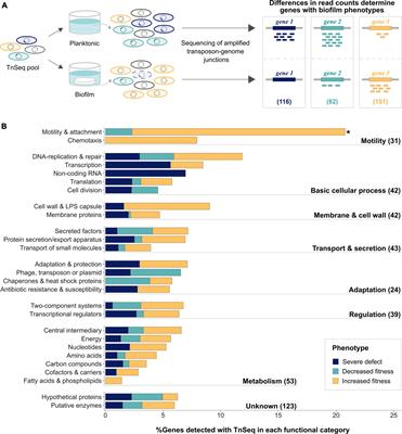 BosR: A novel biofilm-specific regulator in Pseudomonas aeruginosa